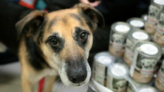 Nie jestem rasowy, ale kocham równie mocno – Dzień Kundelka w Lublinie