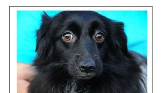 Nie kupuj psa, tylko adoptuj. Wystawa zdjęć w Świdniku