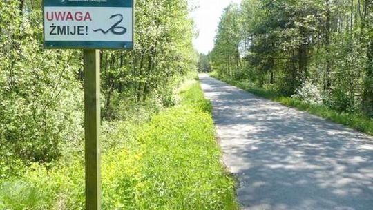 Nie ma deszczu, są żmije. Trzeba uważać podczas wycieczek do lasu