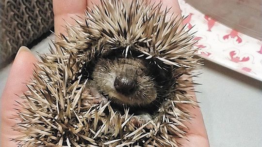 Nie ma miejsca dla nowej siedziby lubelskiego egzotarium. Ratusz: brakuje odpowiedniego lokalu