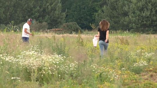 Nie nadąża ze zbieraniem truskawek. Zagonił do pracy klientów