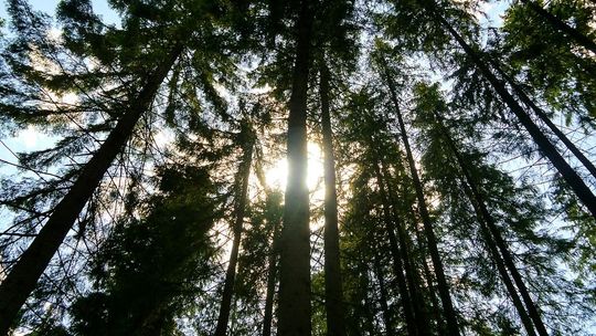 Nie oddamy Bieszczad piłom! We wtorek protest w Lublinie