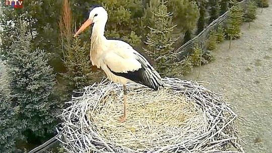 Nie odleciał na zimę, można go podglądać. Kamera u bociana spod Nałęczowa