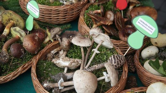 Nie pada, a grzyby rosną, jak po deszczu. Sezon już się jednak kończy