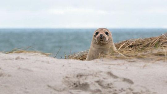 Nie przeszkadzaj w sezonie szczenięcym!