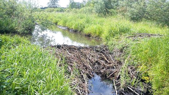 Nie skosisz rowów? Możesz stracić dopłaty