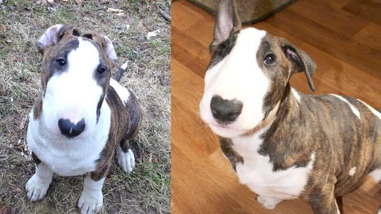 Nie taki bulterier straszny, jak go malują. Spotkanie dla właścicieli