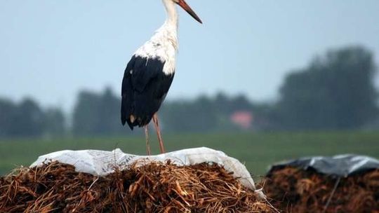 Nie wszystkie bociany odlatują do Afryki