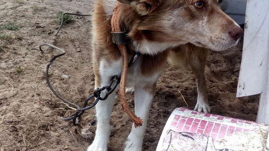 Nie zaszczepił psa. Jaki wyrok usłyszał? 