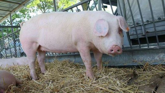 Nie zgłosili padnięcia świń. Teraz mają problemy