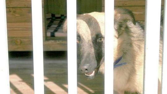 Nie znaleźli dowodów na znęcanie nad zwierzętami w schronisku