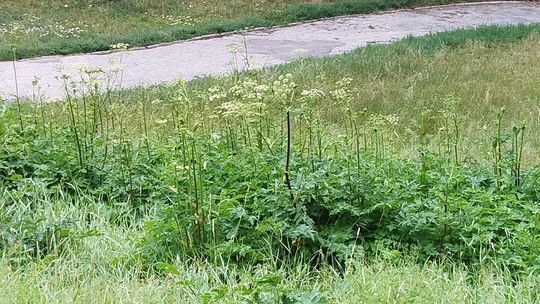 Niebezpieczna roślina znów pojawiła się w Lublinie. Miasto ponownie walczy z barszczem Sosnowskiego