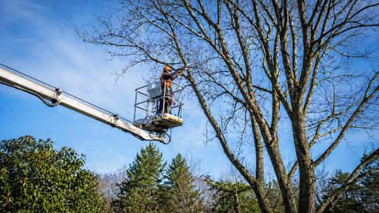 Niebezpieczne drzewa na posesji w województwie lubelskim - kiedy je przyciąć, a kiedy usunąć?
