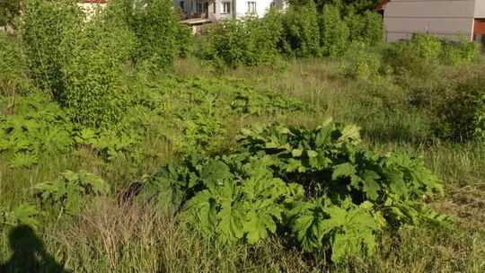 Niebezpieczny chwast już wyrósł. Czytelnik przysłał nam zdjęcia