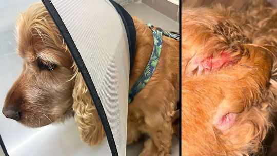 Niebezpieczny pies atakuje na Felinie. Pogryzł małego cocker spaniela