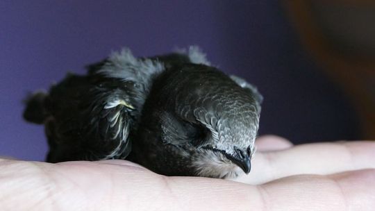 Niebo nad Świdnikiem nie dla jerzyków. Wszystko przez sąsiedztwo lotniska