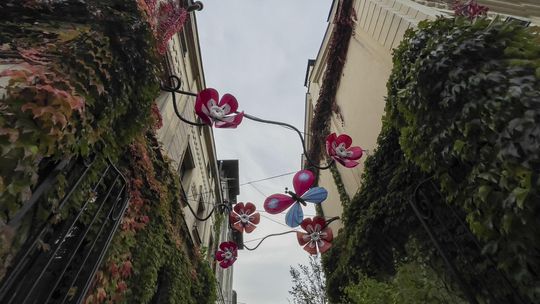 Niech się pnącza pną do góry. Jakie rosną najszybciej?