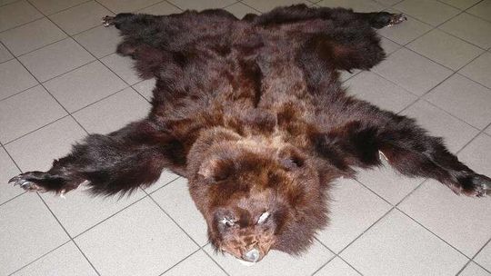 Niecodzienne odkrycie celników w bagażniku volvo. Rosjanin ma teraz kłopoty