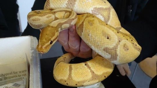 Niecodzienne odkrycie. W busie znajdowało się ponad 100 pytonów i boa