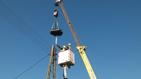 Niedługo bociany wrócą na Lubelszczyznę z ciepłych krajów. Ludzie pomagają im z gniazdami