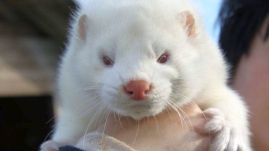 Niedrzwica Duża: Zaprotestują przeciwko fermie norek