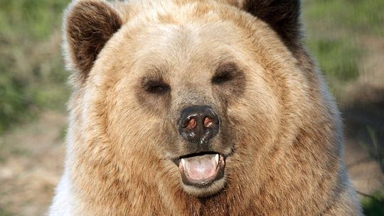 Niedźwiedź grasuje w Roztoczańskim Parku Narodowym