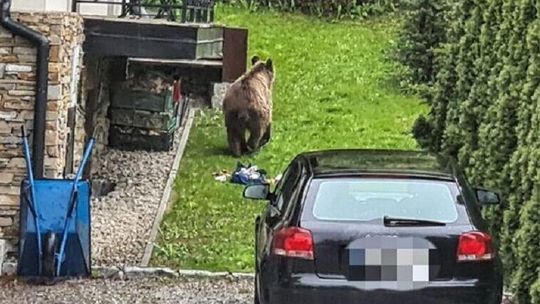 Niedźwiedź spacerował po ulicach i szukał resztek jedzenia