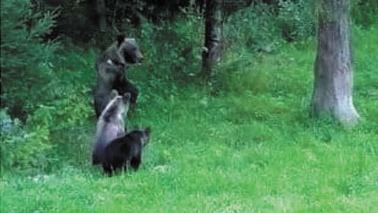 Niedźwiedzie pod Chełmem? Ustaliliśmy kiedy i gdzie naprawdę zrobiono zdjęcie