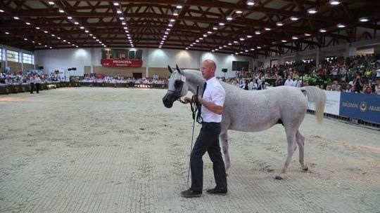 Niegospodarność w stadninie? Lubelska prokuratura zdecyduje czy będzie śledztwo