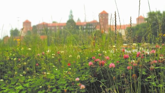 Niekoszony trawnik to szereg zalet. Efekt (braku) kosiarki