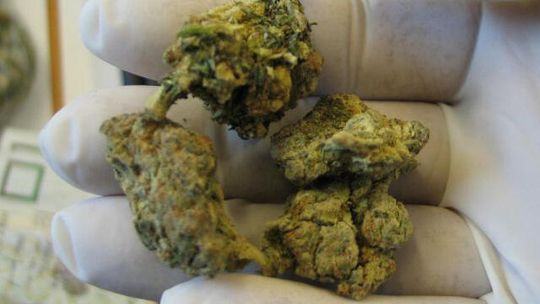 Nieledew: Marihuanę schowali w pudełka po papierosach