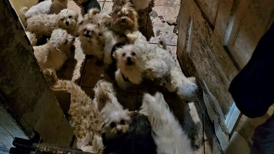 Nielegalna hodowla w środku miasta. Prawie 40 psów bez dostępu do wody