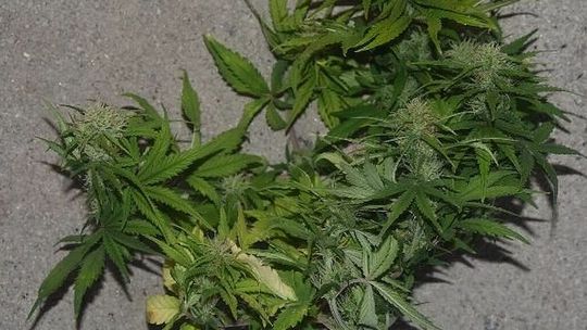 Nielegalna plantacja i narkotyki w domu 29-latka. Policjantom pomógł pies