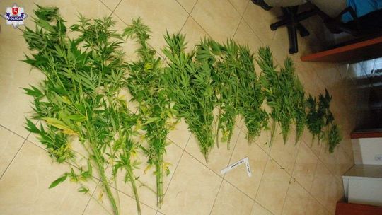 Nielegalna plantacja koło Świdnika. Konopie indyjskie ukryte w trzcinach
