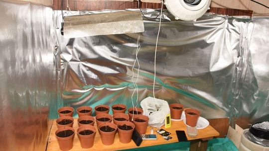 Nielegalna uprawa pod Zamościem. Areszt na początek