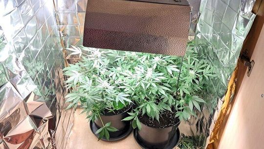 Nielegalna uprawa ukryta w szafie