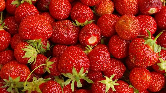 Nieletni złodzieje ukradli z plantacji 140 kg truskawek