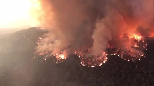 Niemal pół miliarda zwierząt padło ofiarą szalejących pożarów w Australii