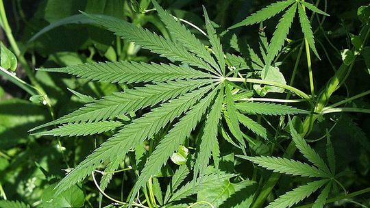 Niemce: Mial 350 g maruhuany. \"Na własne potrzeby\"