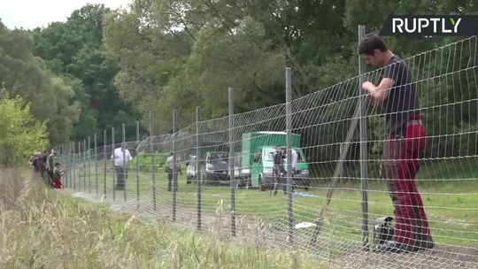 Niemcy budują ogrodzenie na granicy z Polską w obawie przez afrykańskim pomorem świń