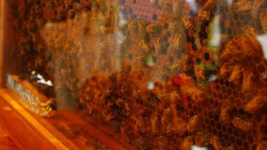 Niemienice: Złodziej grasował w pasiece. Ukradł pszczele larwy