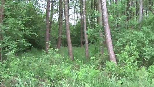 Niepełnosprawny mężczyzna rozszarpany przez psy. Wyrok dla właściciela