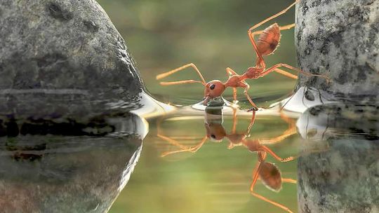 Niesamowite zdjęcia przyrody na wystawie w Ogrodzie Botanicznym