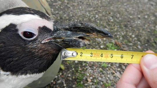 Niesforny pingwin stracił pół dzioba. Pomoże mu firma z Nasutowa