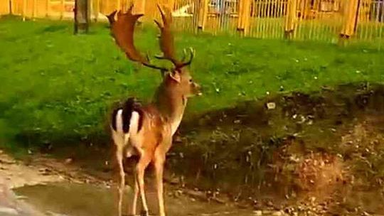 Niespotykany gość na kraśnickich ulicach