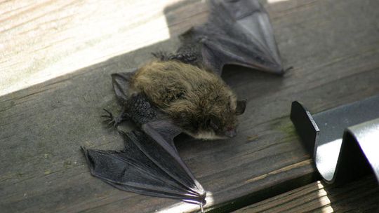Nietoperz chory na wściekliznę zaatakował trzy osoby