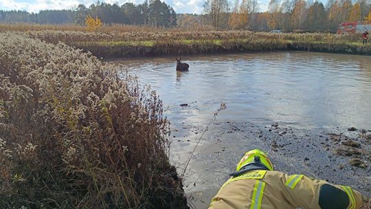 Nietypowa akcja. Ruszyli do wody ratować łosia