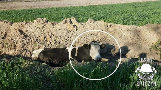 Nietypowa akcja strażaków. Krasula się zagalopowała i wpadła do dziury