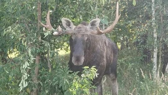 Nietypowa akcja strażaków. Ratowali uwięzionego łosia