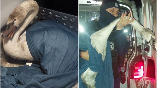 Nietypowa interwencja krasnostawskich policjantów